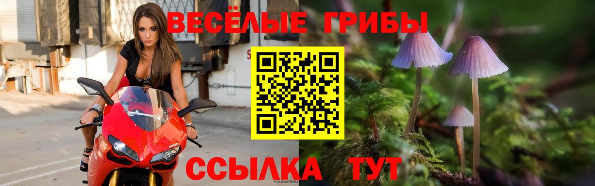 Горно-Алтайск  Псилоцибиновые грибы Cubensis  Вход с VPN 